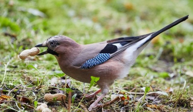 Bazı kuşların "zihinsel zaman yolculuğu" yapabildiği tespit edildi