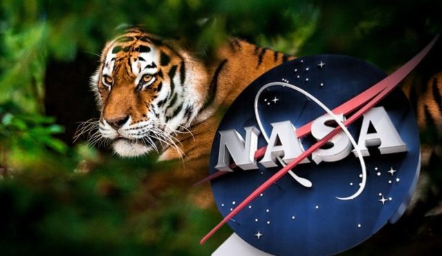 NASA Dünya'ya indi: Nesli tehlike altındaki hayvanları izliyor