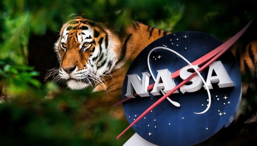 NASA Dünya’ya indi: Nesli tehlike altındaki hayvanları izliyor