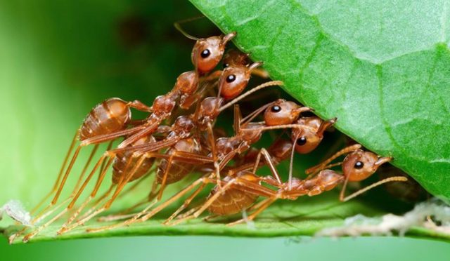 Karıncaların inanılmaz tedavi yöntemi: Yaralılarına ampütasyon uyguluyorlar
