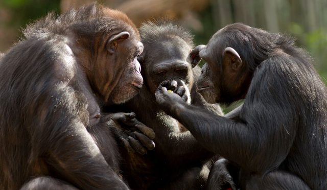 Şempanzelerde insan benzeri İletişim: Konuşma sırası bekliyorlar